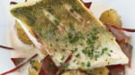 71-pike perch_9151